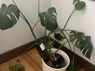 Free Monstera Plant