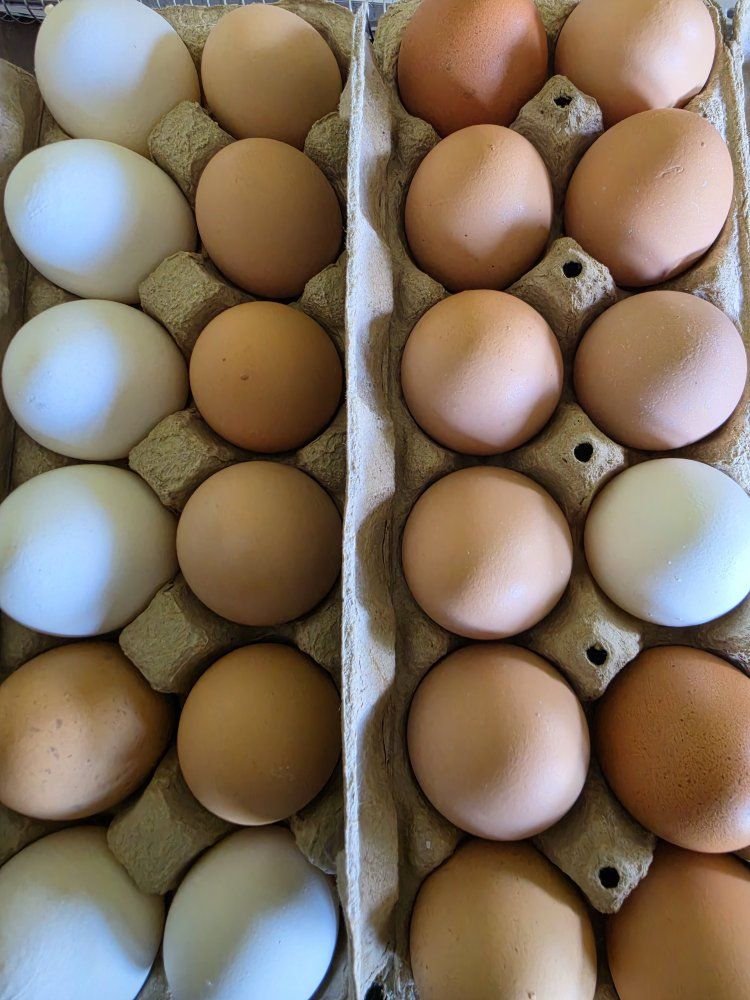 farm fresh eggs 4 dozen for $10