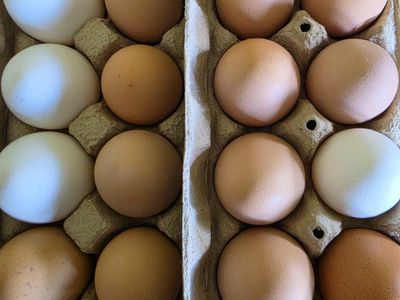 farm fresh eggs 4 dozen for $10