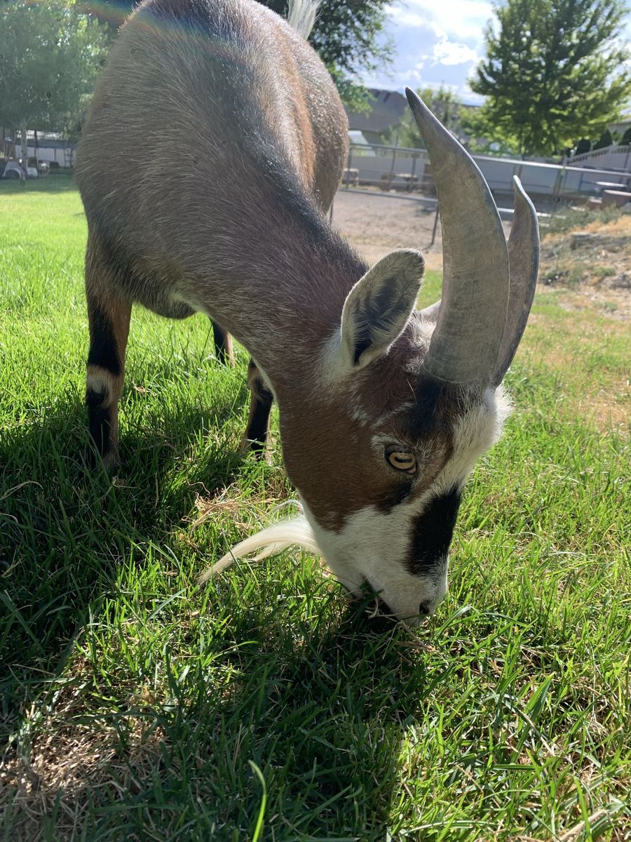 Friendly ~2yr Old Nigerian Dwarf Wether Horned Goat - Up-to-date on Care!