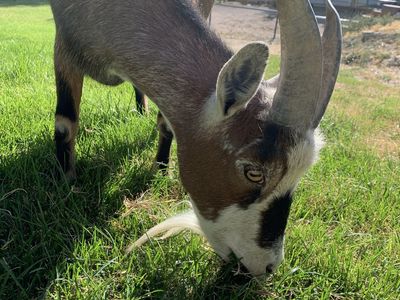 Friendly ~2yr Old Nigerian Dwarf Wether Horned Goat - Up-to-date on Care!