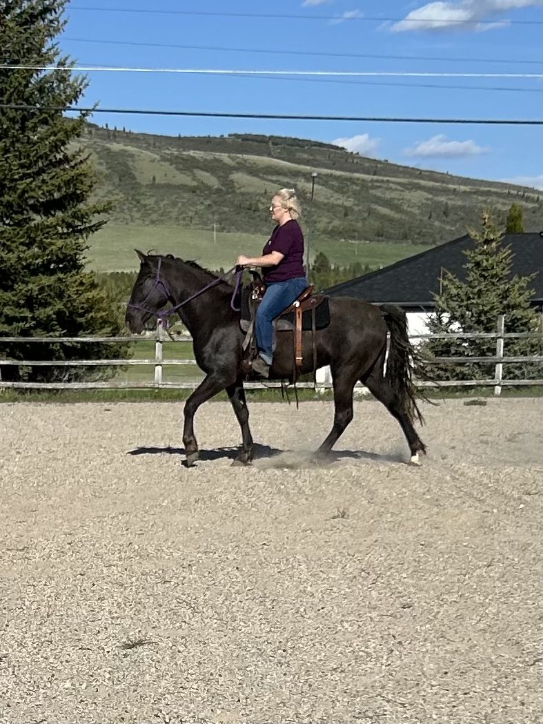 3yr old TWH Rocky Cross