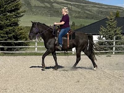 3yr old TWH Rocky Cross
