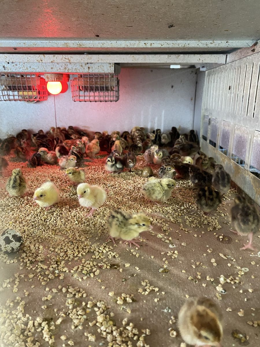 Coturnix quail