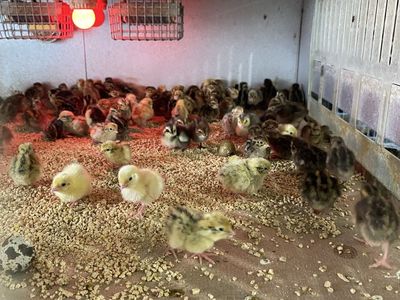 Coturnix quail