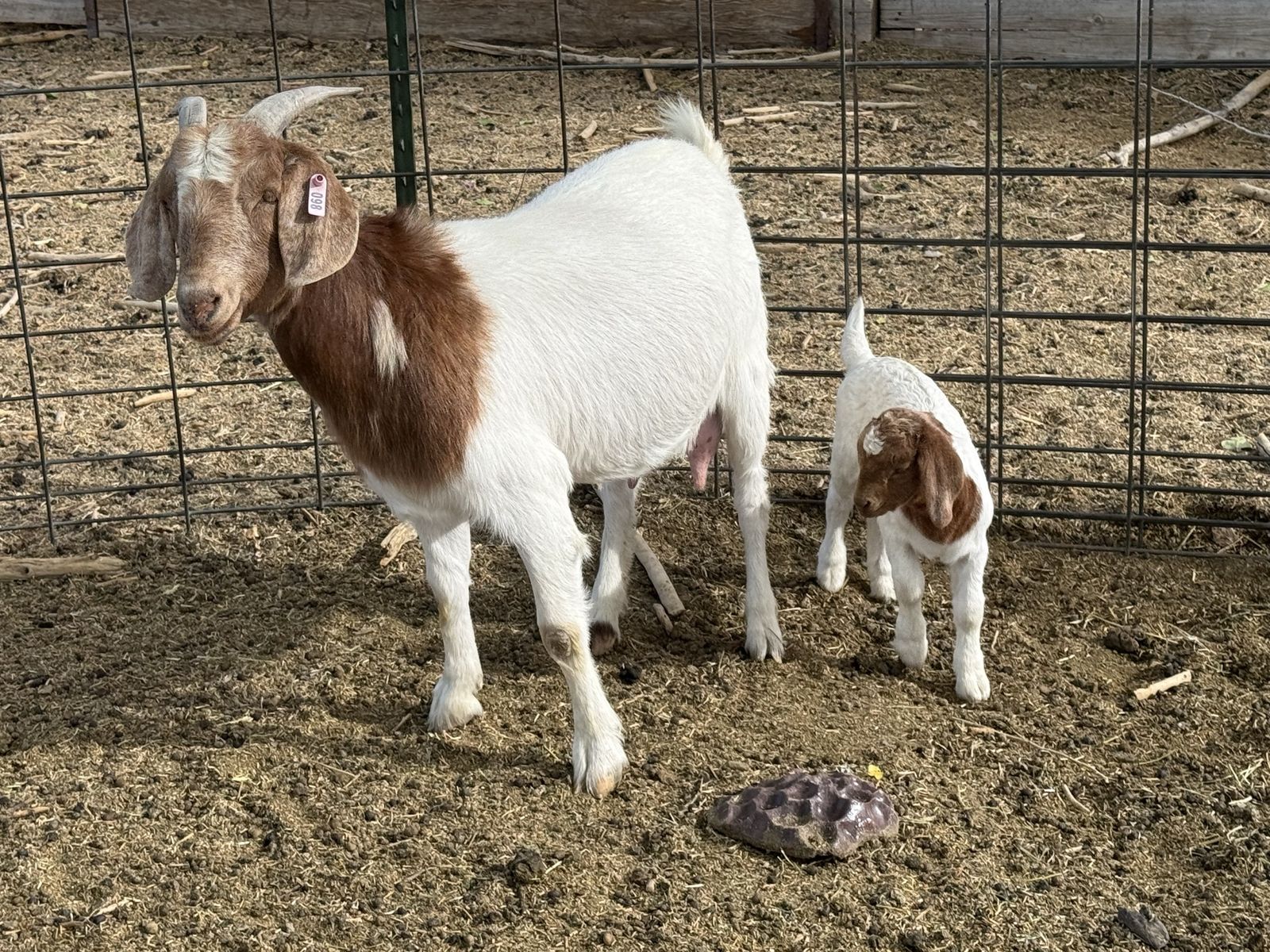 2 year old Boer doe with buckling
