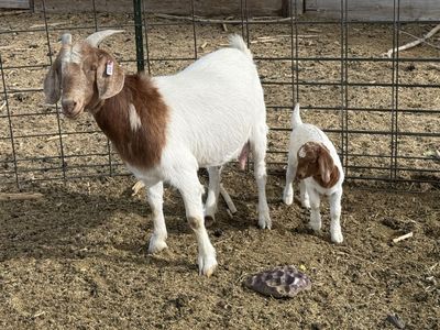 2 year old Boer doe with buckling