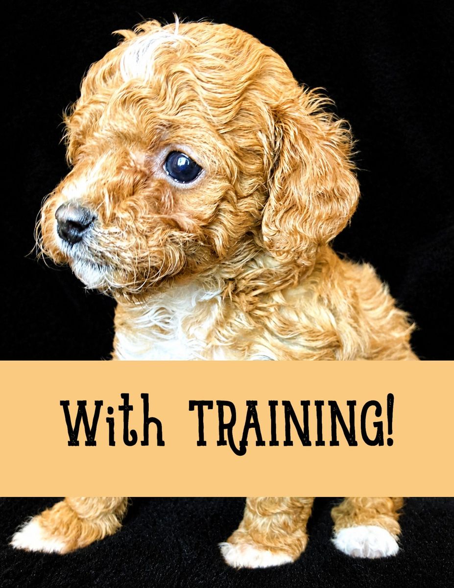 TINY 4-6lbs micro Cavapoochon puppies w/ training! (cavapoo/bichpoo/poochon/poodle/maltipoo/doodle)