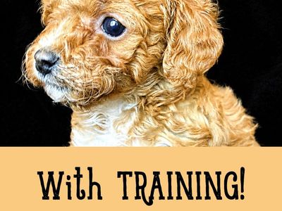 TINY 4-6lbs micro Cavapoochon puppies w/ training! (cavapoo/bichpoo/poochon/poodle/maltipoo/doodle)