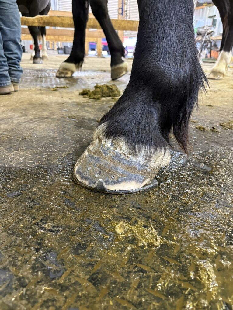 Farrier/ Horseshoeing