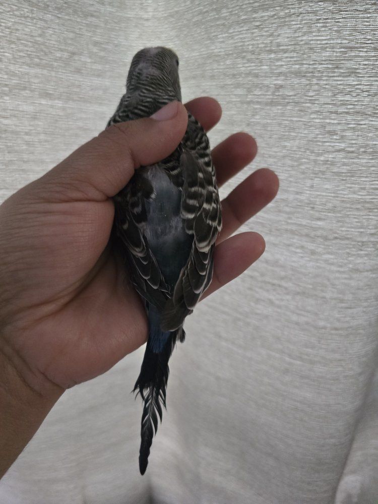 Main image 2