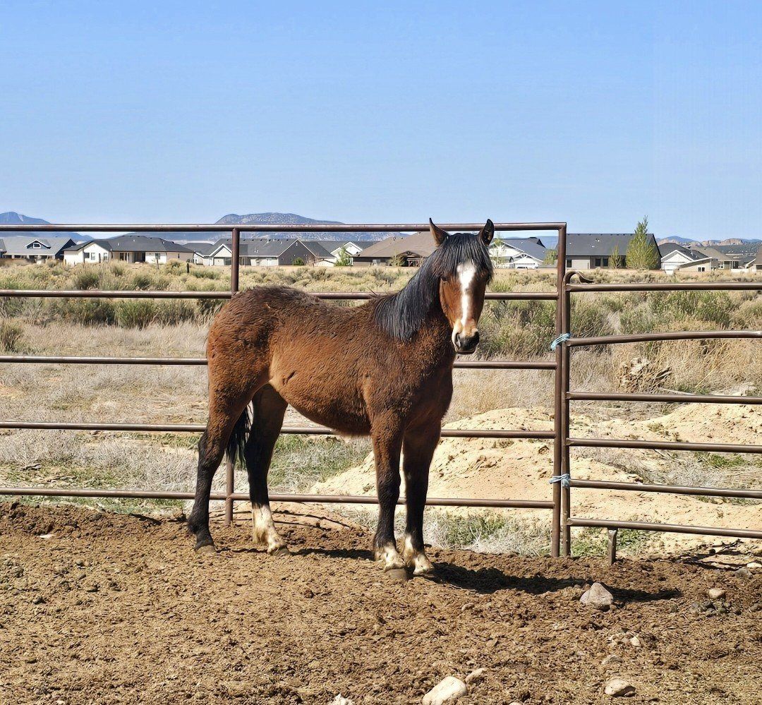 Yearling Filly