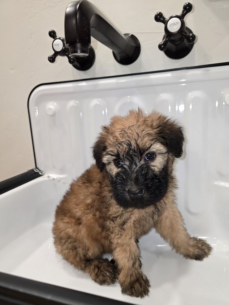 Soft Coated Wheaten Terrier