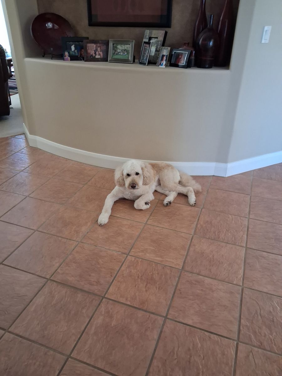 Labradoodle