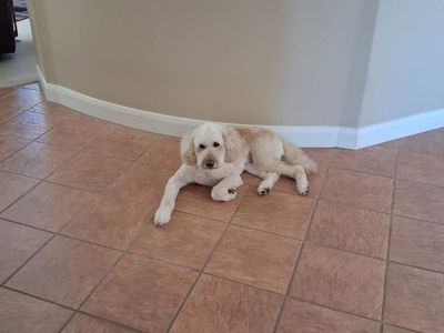 Labradoodle
