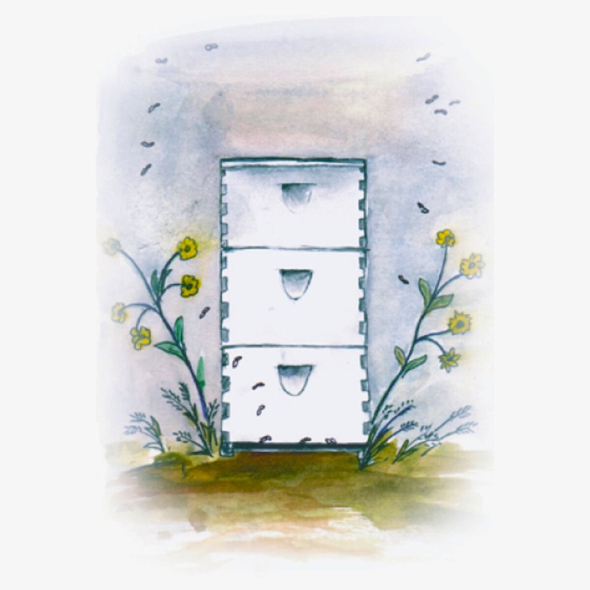 Honey Bee Colonies Packages, Nucs, Local Queens for Beekeepers