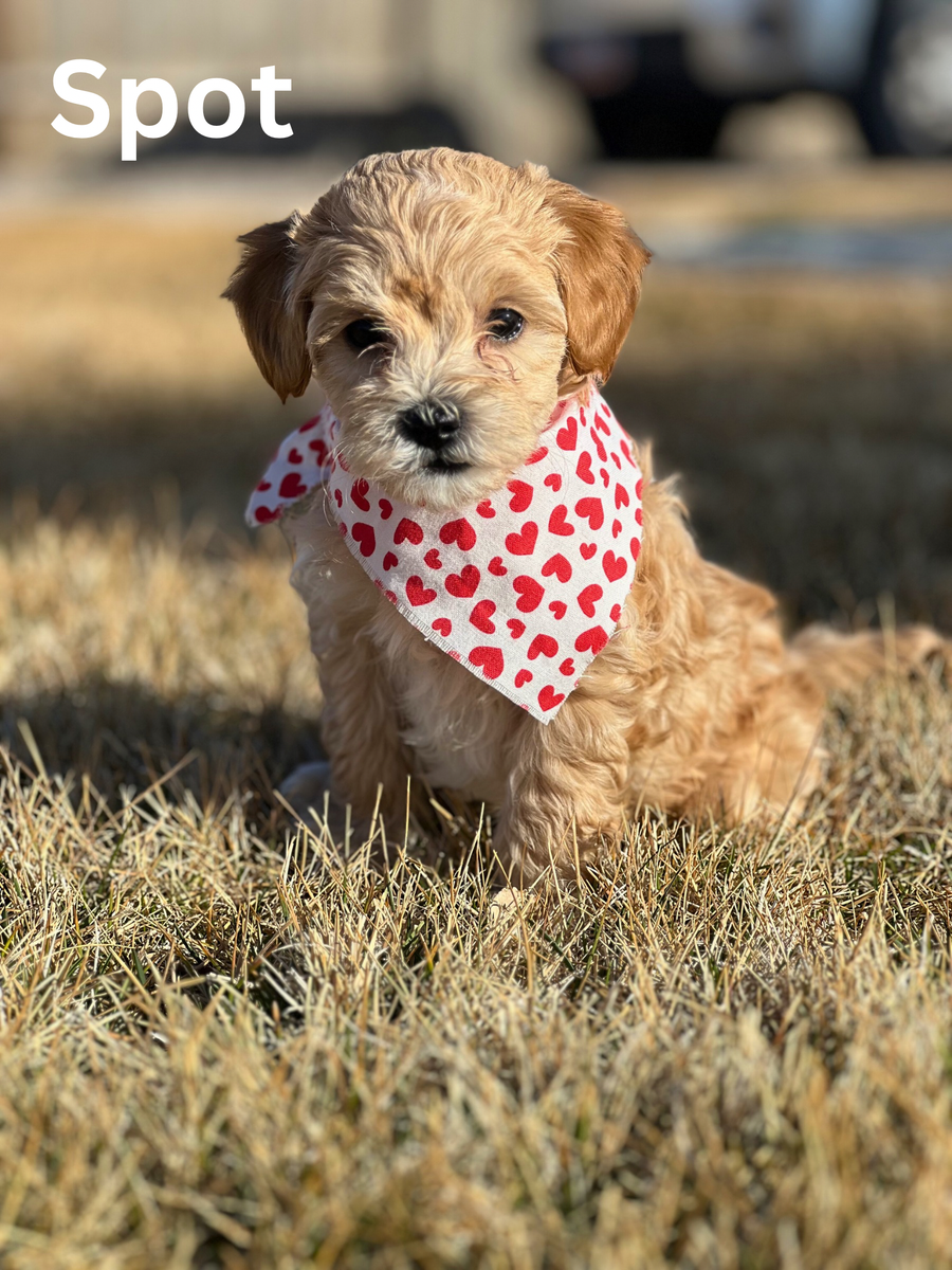 F1bb Toy Aussiedoodles