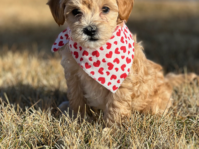 F1bb Toy Aussiedoodles