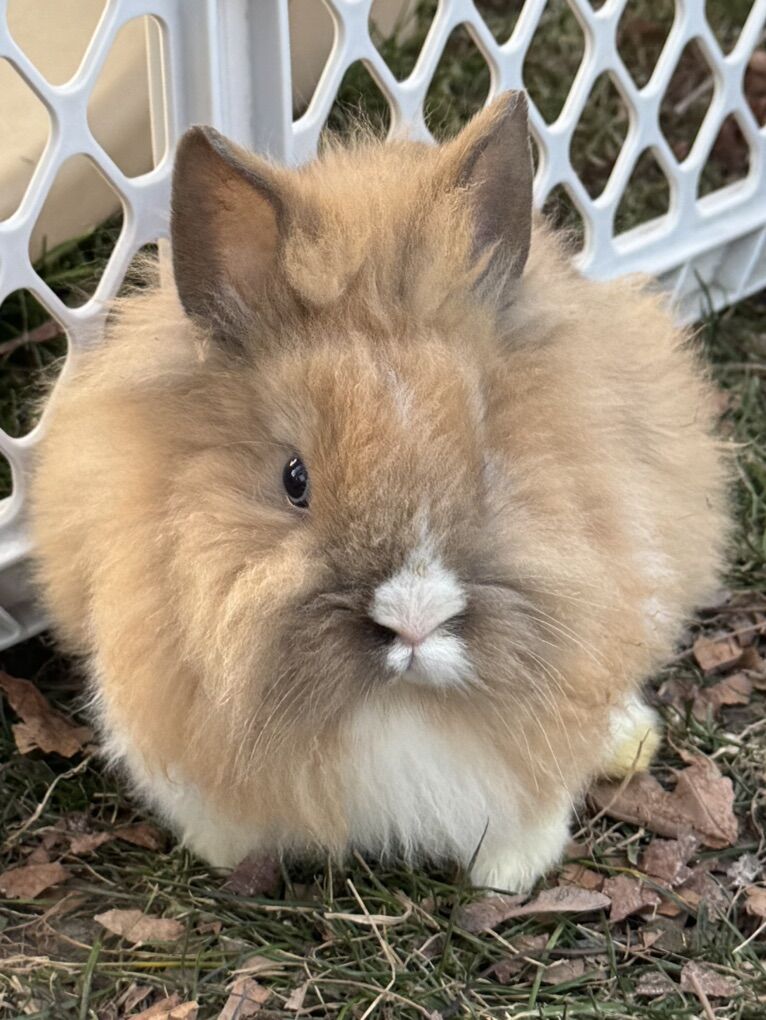 Adorable Purebred Lionhead Bunnies