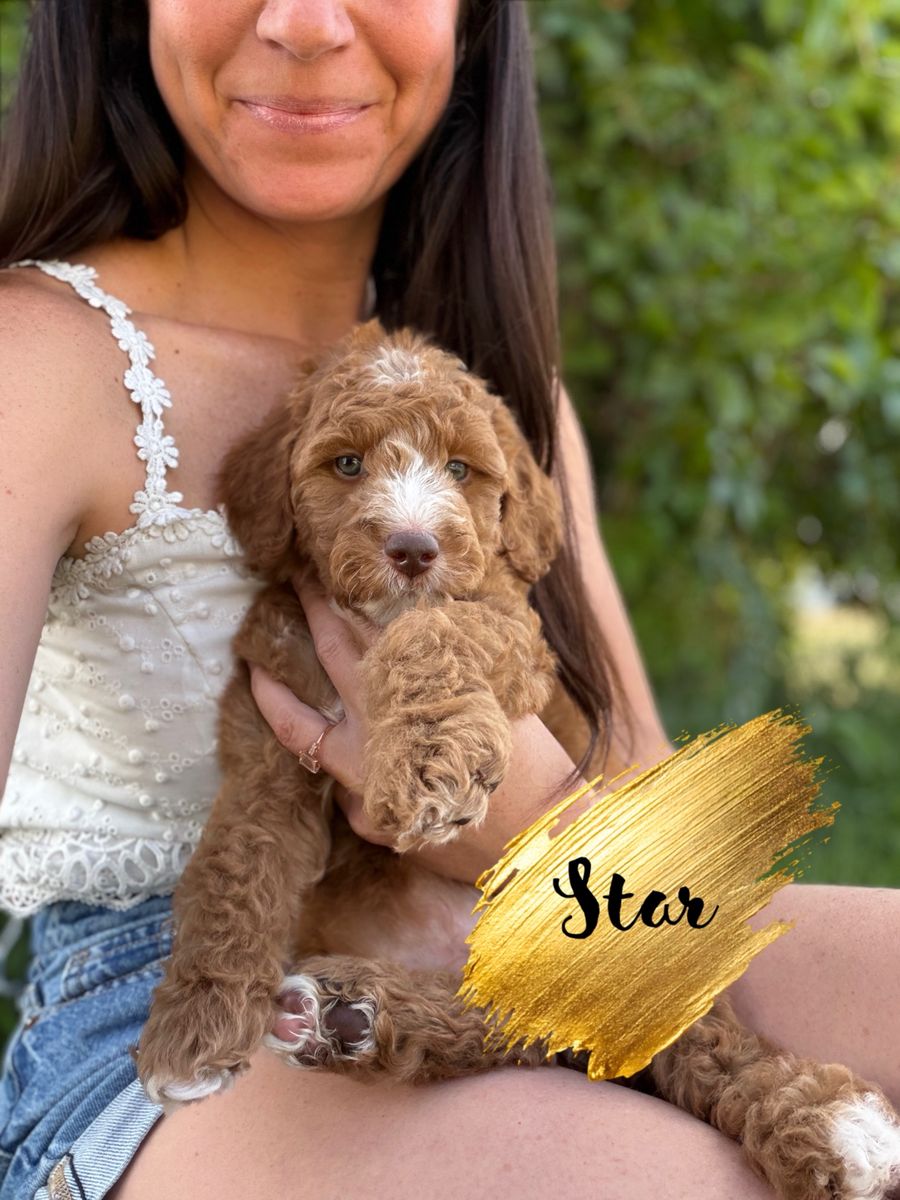 Irishdoodle Puppies