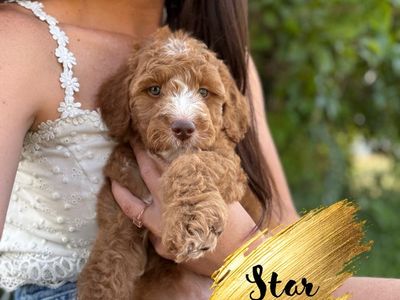 Irishdoodle Puppies