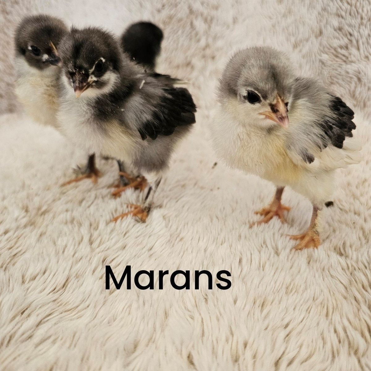 black copper marans