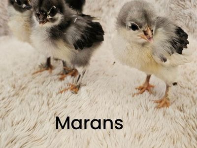 black copper marans