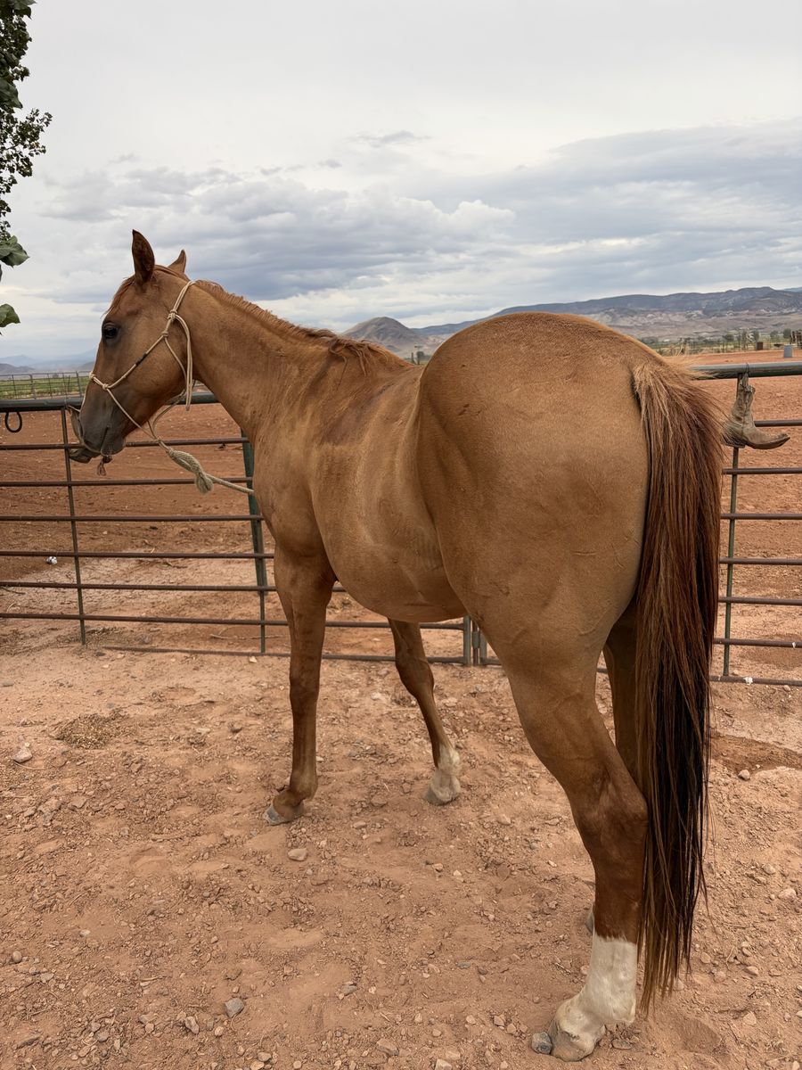 AQHA Red Dun Gelding 