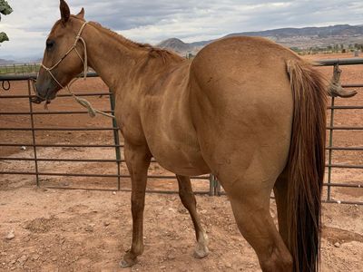 AQHA Red Dun Gelding