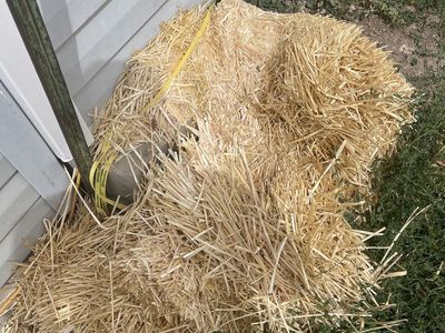 Free 1 bundle straw for chickens