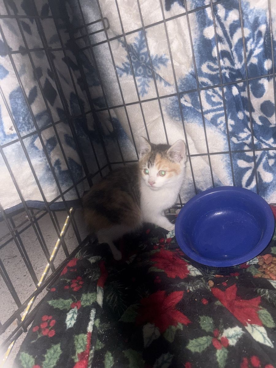 Kittens 2 months old