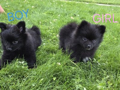 Pomeranian Puppies