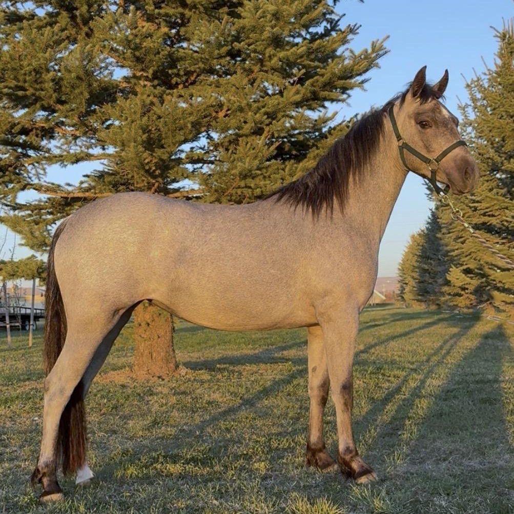 Ready To Start Large Pony