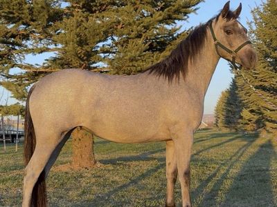 Ready To Start Large Pony