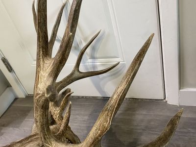 32 2/8” Wide Trophy 200” Matching Flyer Mule deer 1960’s