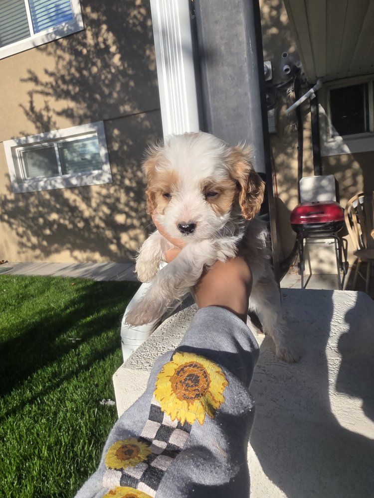 6-10lbs Toy Cavapoo puppys King Charles / Toy poodle