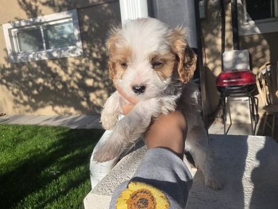 6-10lbs Toy Cavapoo puppys King Charles / Toy poodle
