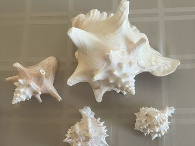 Sea Shells