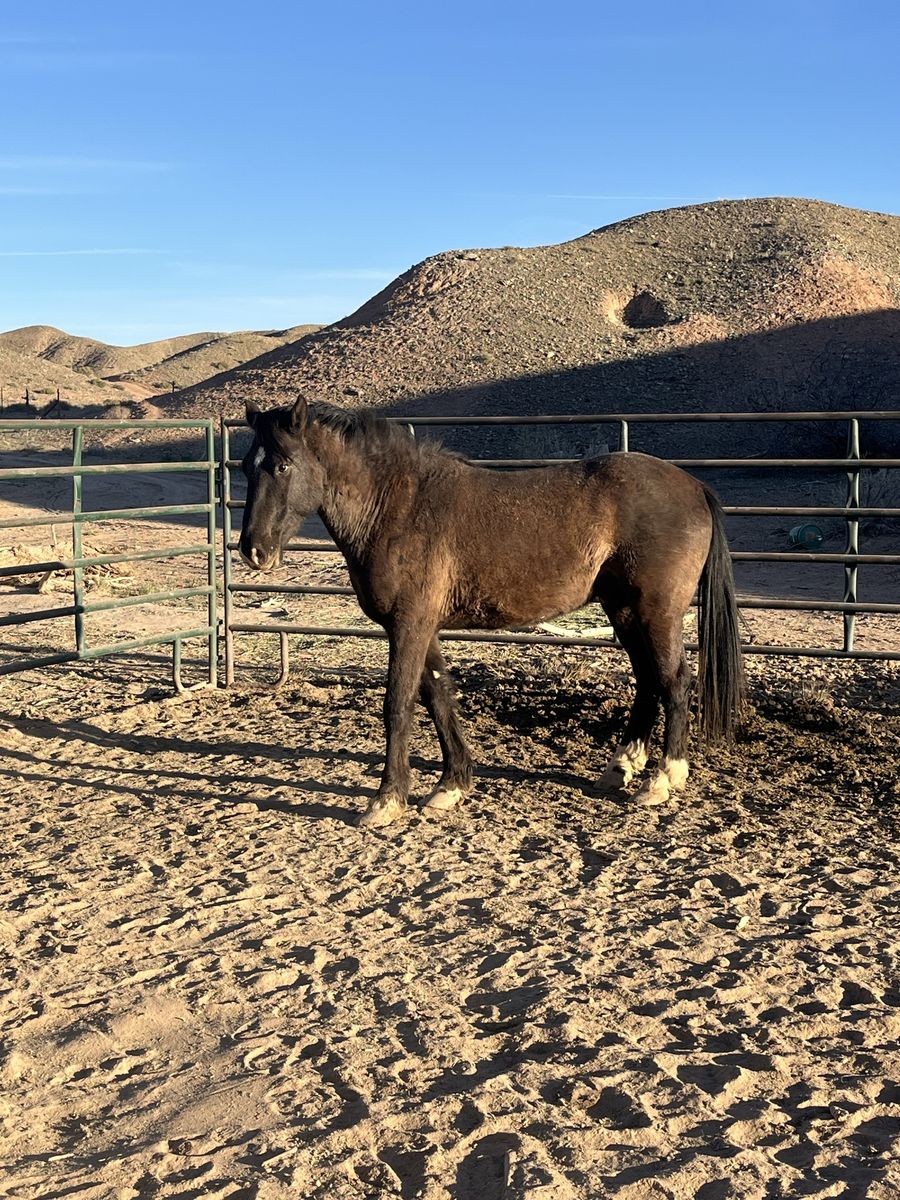 2 Grade Quarter horses