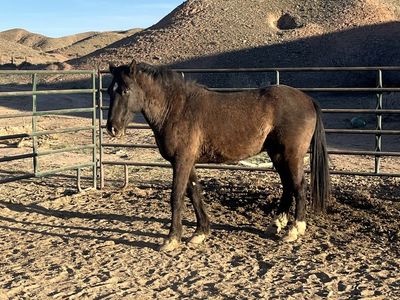 2 Grade Quarter horses