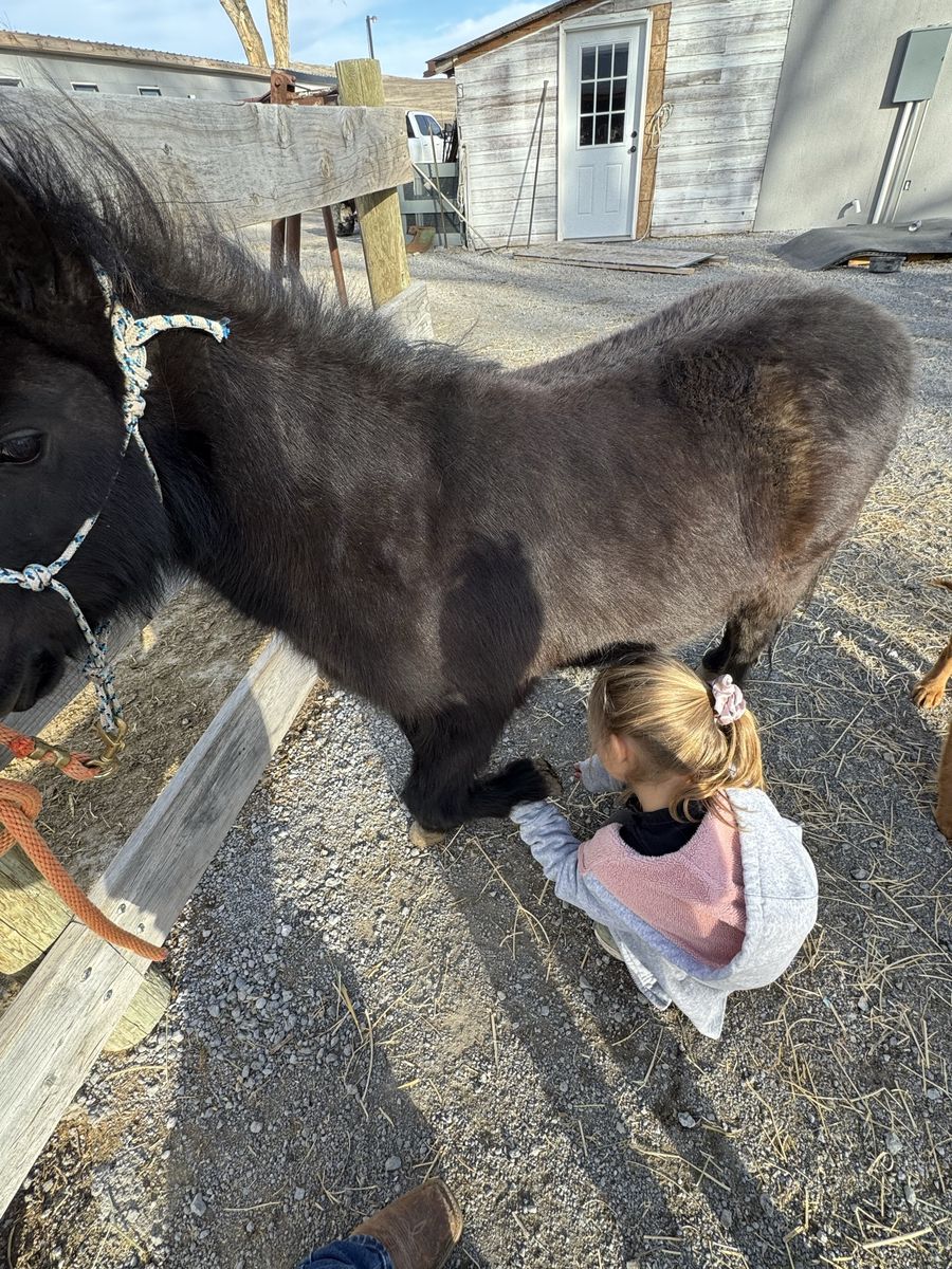 Shetland Pony - Elsa: Child-Friendly, Experienced Cart & Riding Pony, Recently Trained