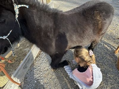 Shetland Pony - Elsa: Child-Friendly, Experienced Cart & Riding Pony, Recently Trained