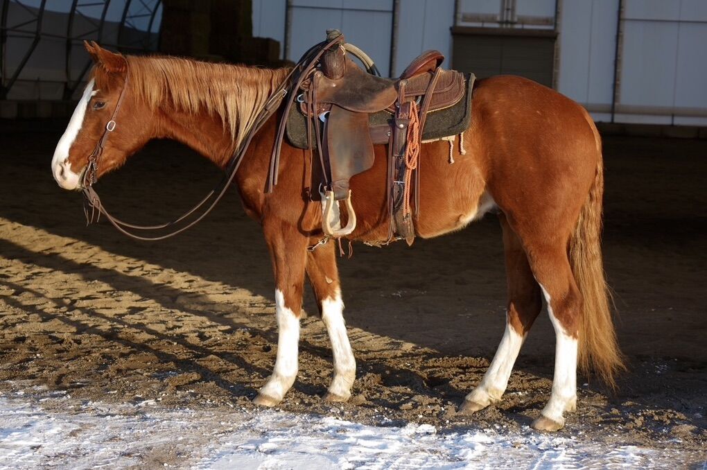 Quiet 3 Yr Old Gelding