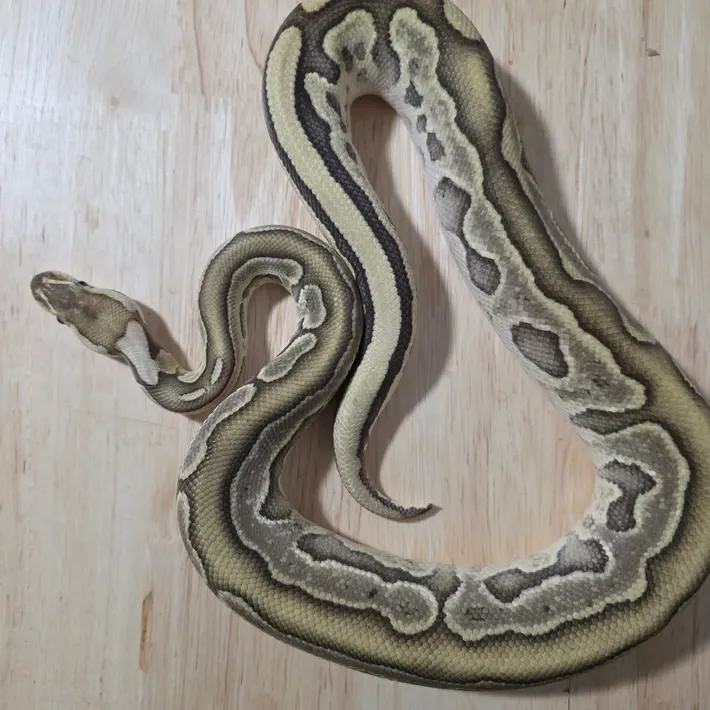 ball python