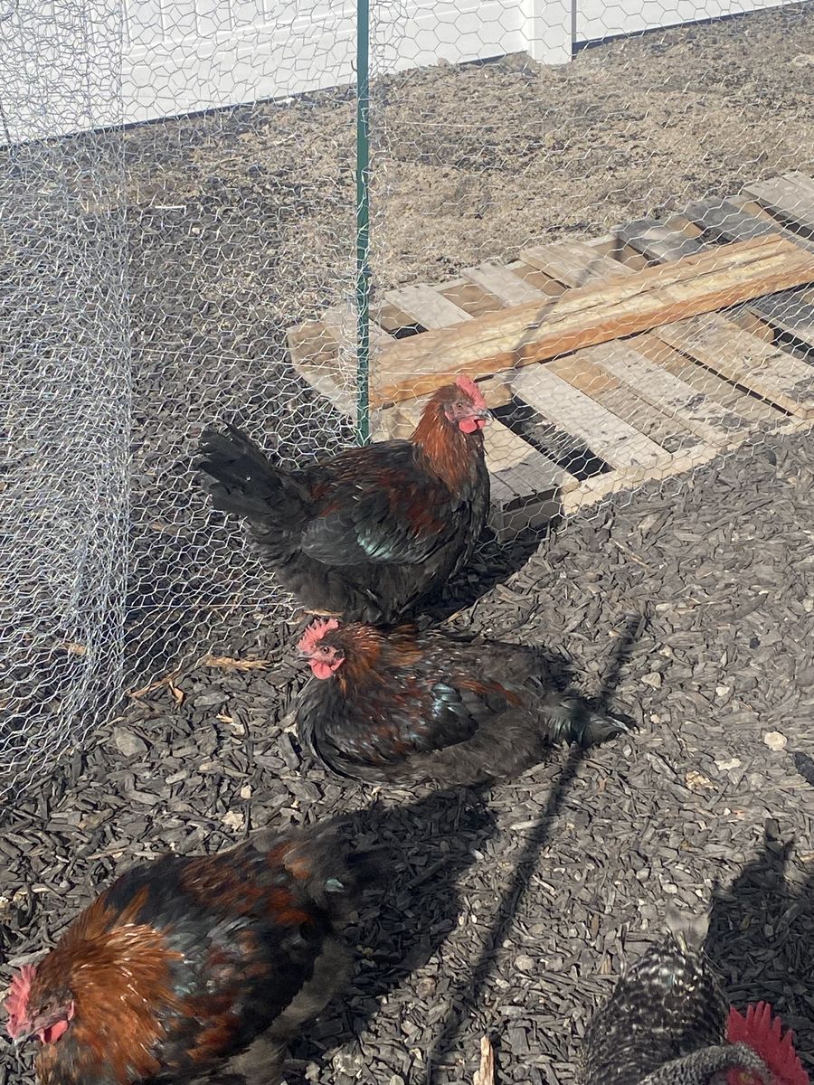 Free Roosters