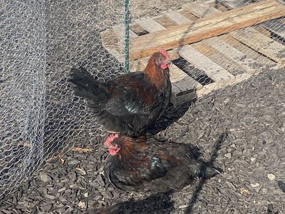 Free Roosters