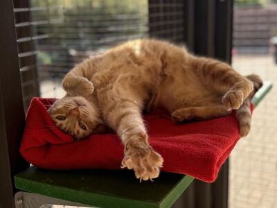 Hello my name is Ostrich