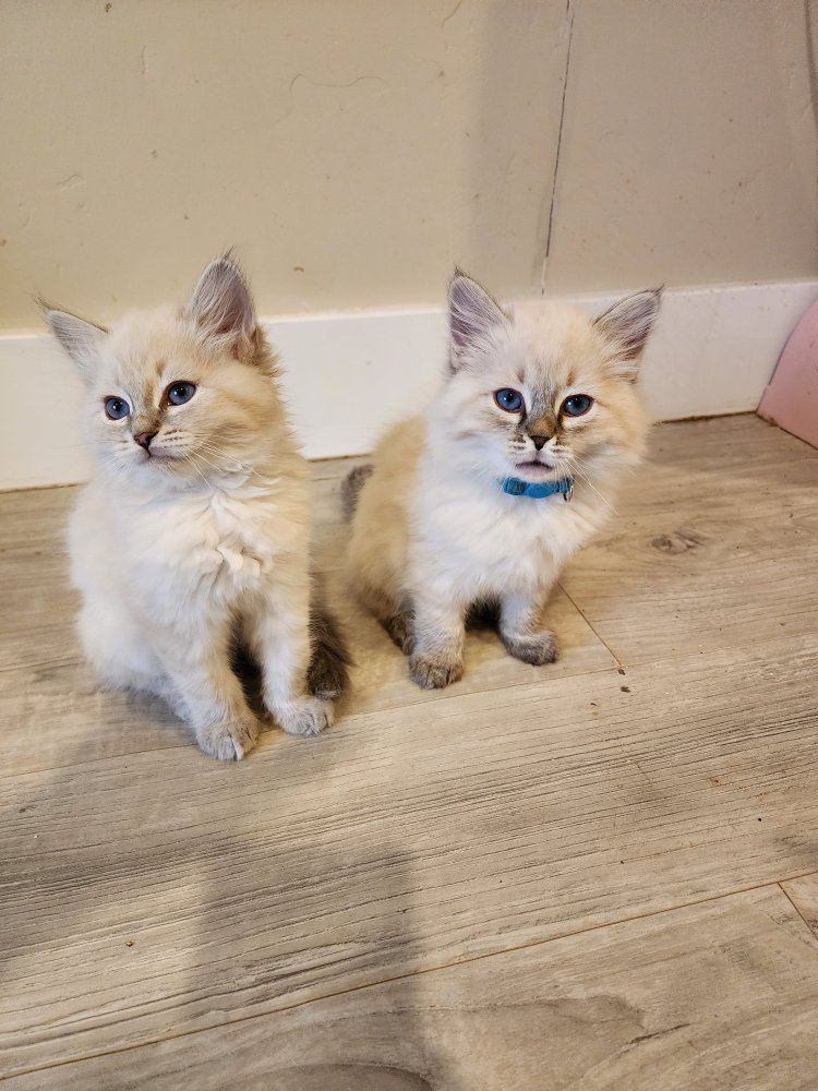 Hypoallergenic Siberian Kittens Purebred with Papers Ready to Go