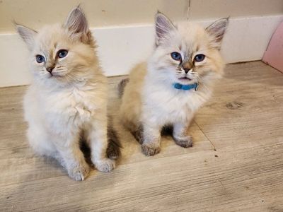 Hypoallergenic Siberian Kittens Purebred with Papers Ready to Go
