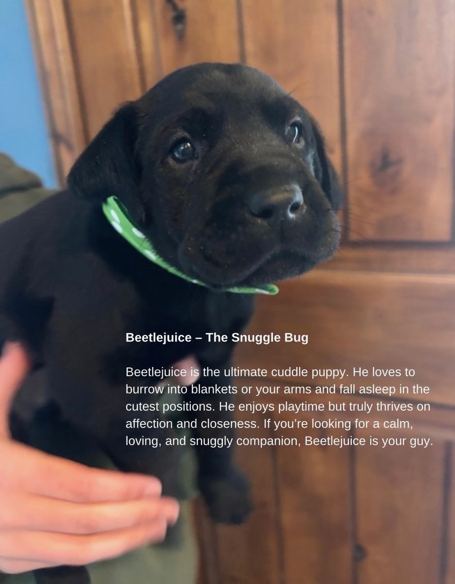 Beautiful AKC Lab Puppies-updated !!!